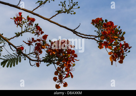 Pfau-Blumen Stockfoto