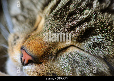 Tabby Katze schläft, flache Schärfentiefe. Stockfoto