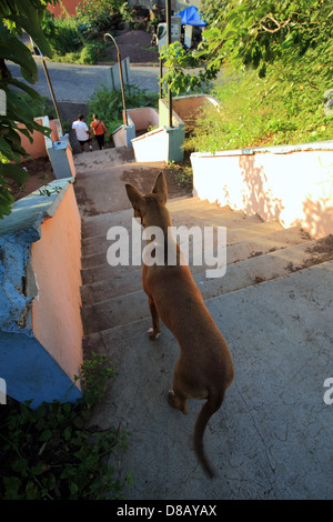 Hund-Uhren zwei Menschen auf öffentlichen Schritte in Puerto Baquerizo Moreno auf der Insel San Cristobal Stockfoto