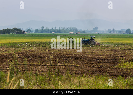 Landwirtschaft, Traktor auf Weizen-Getreide-Felder pflügen Stockfoto