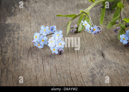 Vergissmeinnicht auf Holztisch, rustikalen Stil Stockfoto
