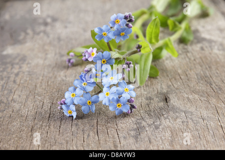 Vergissmeinnicht auf Holztisch, rustikalen Stil Stockfoto
