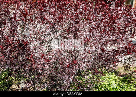 Frühling oder im Frühjahr in Ontario; Kanada mit Crabapple Bäume in voller Blüte in einer Siedlung mit interlock Gehwege Stockfoto