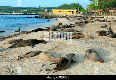 Seelöwen-Kolonie am Playa de Los Marinos in Puerto Baquerizo Moreno, Insel San Cristobal Stockfoto