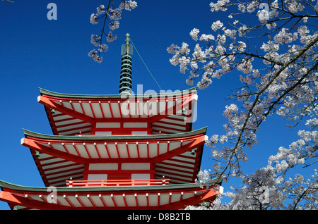 Chureito-Pagode und Kirsche blüht am Arakura-Yama sich-Koen park Japan Stockfoto