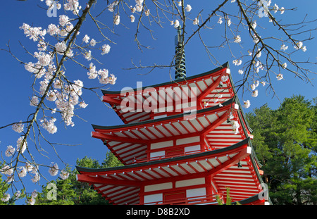 Chureito-Pagode und Kirsche blüht am Arakura-Yama sich-Koen park Japan Stockfoto
