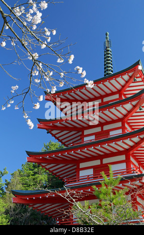Chureito-Pagode und Kirsche blüht am Arakura-Yama sich-Koen park Japan Stockfoto
