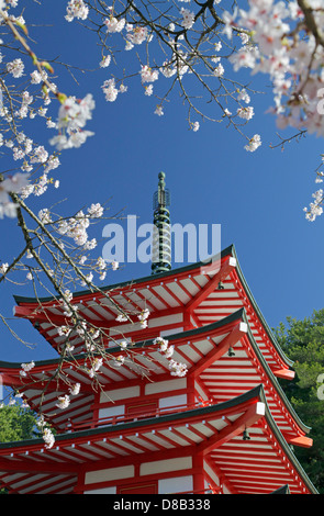 Chureito-Pagode und Kirsche blüht am Arakura-Yama sich-Koen park Japan Stockfoto