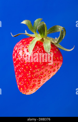 Erdbeere single auf blauem Hintergrund Stockfoto