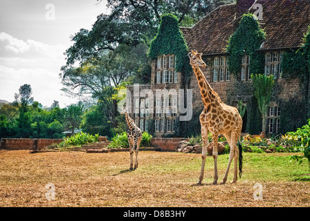 Zwei Rothschild oder Baringo Giraffe, Giraffe Giraffa Rothschild, vor Giraffe Manor, Nairobi, Kenia, Afrika Stockfoto