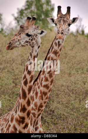 Zwei Masai Giraffen Giraffe Giraffa, erscheint eine zweiköpfige Giraffe, Masai Mara National Reserve, Kenia, Afrika Stockfoto