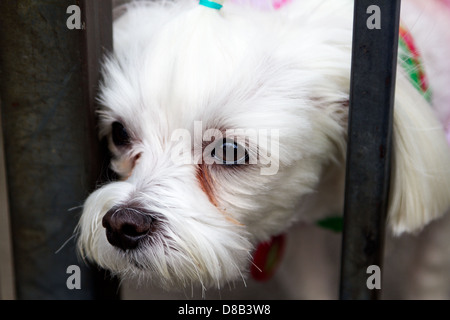 Nahaufnahme von niedlichen weißen kleinen Hund Gesicht Blick durch Eisenstangen des Zauns. Stockfoto