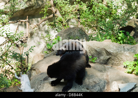 Zwei Vielfraße (Gulo Gulo) spielen im Skansen Zoo auf Djurgården. Stockfoto