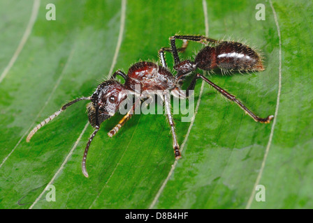 Enorme Bullet Ant (Paraponeragroße Clavata) im Regenwald von Costa Rica Stockfoto