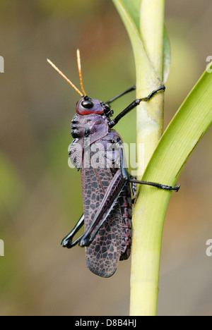 Lila Lümmel Grasshopper (Taeniopoda Reticulata) im Nationalpark Tortuguero, Costa Rica. Stockfoto