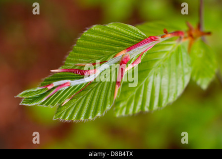 Frische junge, die Buche verlässt Schwellen- und unfurling im Frühling - Fagus Sylvatica, Buche europäischen/Common. Stockfoto