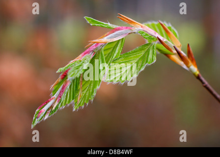 Frische junge, die Buche verlässt Schwellen- und unfurling im Frühling - Fagus Sylvatica, Buche europäischen/Common. Stockfoto