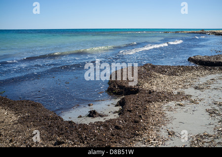Bewuchs von Algen gewaschen an Land geben der Küstenstreifens einen bösen Blick Stockfoto
