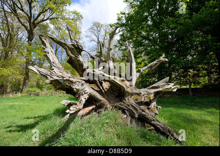 Umstürzenden Baum auf dem Anwesen von Blickling Hall in Norfolk. Stockfoto