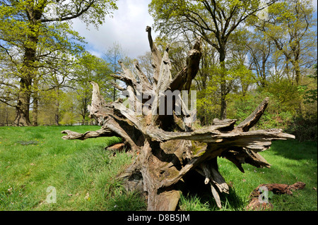 Umstürzenden Baum auf dem Anwesen von Blickling Hall in Norfolk. Stockfoto