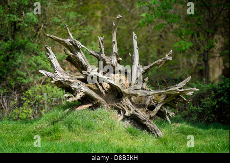 Umstürzenden Baum auf dem Anwesen von Blickling Hall in Norfolk. Stockfoto