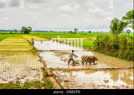 Bauer pflügt seine Wasser angemeldet Reisfeld mit traditionellen hölzernen Pflug und Ochsen während andere Pflanze Setzlinge, Indien. Stockfoto