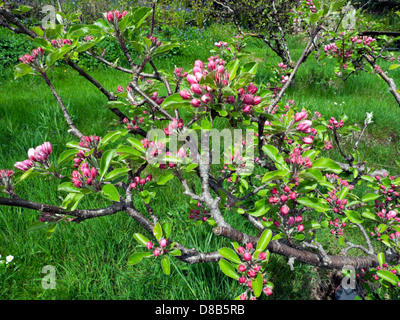 Apfelblüte am Apfelbaum noch zu voll am 19. Mai 2013 in späten Beginn Frühjahr Carmarthenshire Wales UK eröffnet Stockfoto