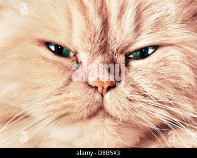 Süße Katzengesicht Nahaufnahme Hochformat. Direkt in die Kamera schaut Stockfoto