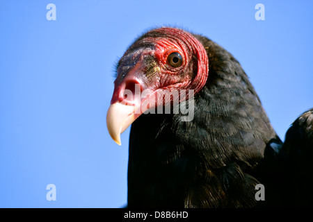 Porträt der Türkei Geier (Cathartes Aura) auf blauen Himmelshintergrund Stockfoto