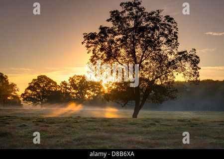 Die Sonne steigt über einen Nebel bedeckt Landschaft in Simpsonville, SC, USA Stockfoto