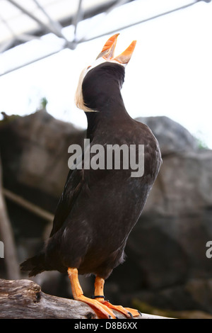 Ein getufteter Papageientaucher ruft im Alaska Sealife Center, Seward, Alaska, USA Stockfoto