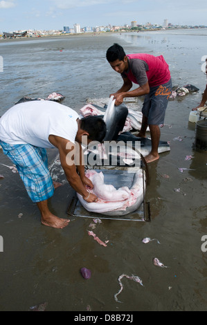 Fischer reinigen und verarbeiten die Haie in den Strand von Manta Stockfoto