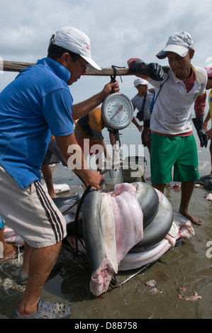 Fischer reinigen und verarbeiten die Haie in den Strand von Manta Stockfoto