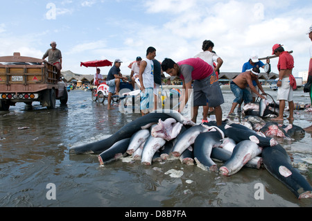 Fischer reinigen und verarbeiten die Haie in den Strand von Manta Stockfoto