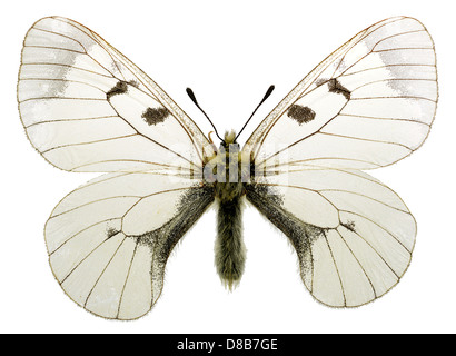 Getrübte Apollo (Parnassius Mnemosyne) Leben in bergigen Gebieten isoliert auf weißem Hintergrund Stockfoto