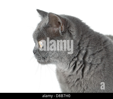 Closeup Portrait eine graue Katze. Isoliert auf weißem Hintergrund Stockfoto