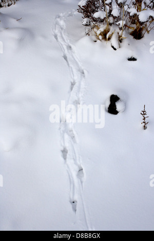 Tierspuren in frisch gefallenem Schnee, die durch eine Winterlandschaft führen. Die markanten Markierungen auf dem Schnee zeigen den Weg der Tierwelt und bieten einen Einblick in das Verhalten der Tiere in kalten Klimazonen. Stockfoto