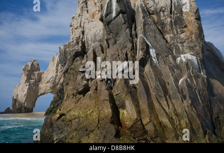 In der Nähe von Los Arcos, Cabo San Lucas, Baja California, Mexiko Stockfoto