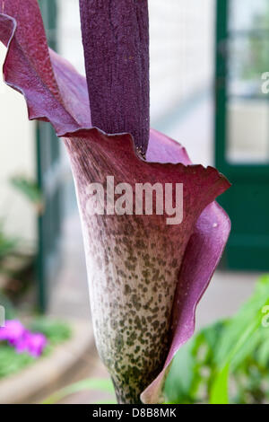 Sheffield, UK. 23. Mai 2013. Des Teufels Zunge, botanischen Namen Amorphophallus Konjac, eine seltene Pflanze den Ruf, der weltweit kleinsten, blüht in den botanischen Gärten, Sheffield. Es ist eine sehr seltene Pflanze in Großbritannien und nur Blumen für einen kurzen Zeitraum hinweg. In Japan werden die Knollen als Nahrungsmittel und es verwendet Isreputed, medizinische Eigenschaften zu haben. Bildnachweis: Eric Murphy /Alamy Live-Nachrichten Stockfoto