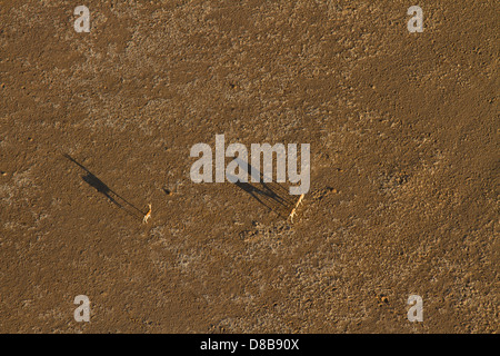 Oryx Schatten über der Wüste von einem Heißluftballon betrachtet.  Sossusvlei Namibia Stockfoto