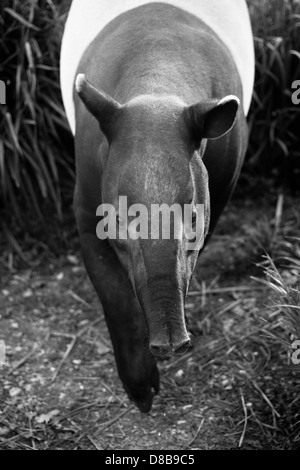 Ein asiatischer Tapir in Gefangenschaft Stockfoto