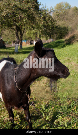 Porträt von einem tierischen Zicklein auf grünen Sommer Weide Stockfoto