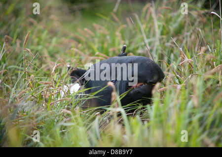 Ein asiatischer Tapir in Gefangenschaft Stockfoto