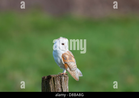 Schleiereule, Tyto Alba, Erwachsene thront auf Post bei Tageslicht, Norfolk, England Stockfoto