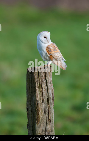 Schleiereule, Tyto Alba, Erwachsene thront auf Post bei Tageslicht, Norfolk, England Stockfoto