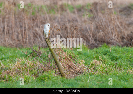 Schleiereule, Tyto Alba, Erwachsene thront auf Post bei Tageslicht, Norfolk, England Stockfoto