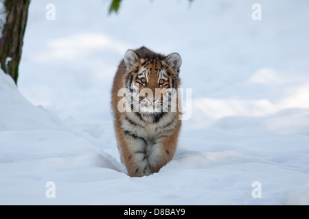 Captive Amur-Tiger-Panthera Tigris altaica Stockfoto