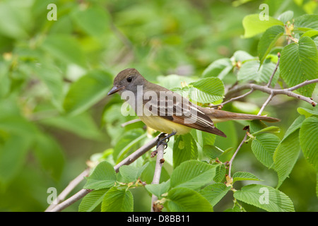 Großsteliger Fliegenfänger, der in Ulmenbaum-Vogel, singvögel, Vogelkunde, Wissenschaft, Natur, Tierwelt, Umwelt Stockfoto