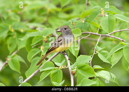 Großsteliger Fliegenfänger, der in Ulmenbaum-Vogel, singvögel, Vogelkunde, Wissenschaft, Natur, Tierwelt, Umwelt Stockfoto