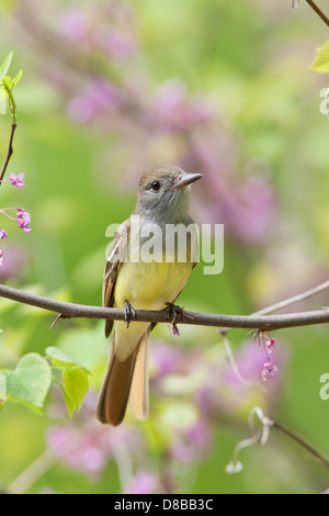 Großsteliger Fliegenfänger, der in den Redbud Tree Blossoms steht - vertikaler Vogel singvögel Ornithologie Wissenschaft Natur Tierwelt Umwelt Stockfoto